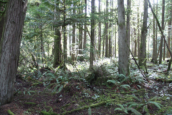 McIver Park Horse Trail 2-5242