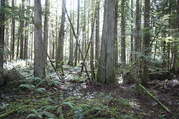 McIver Park Horse Trail 2-5243
