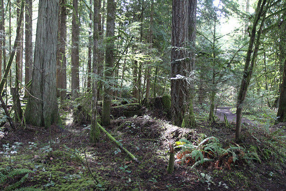 McIver Park Horse Trail 2-5244