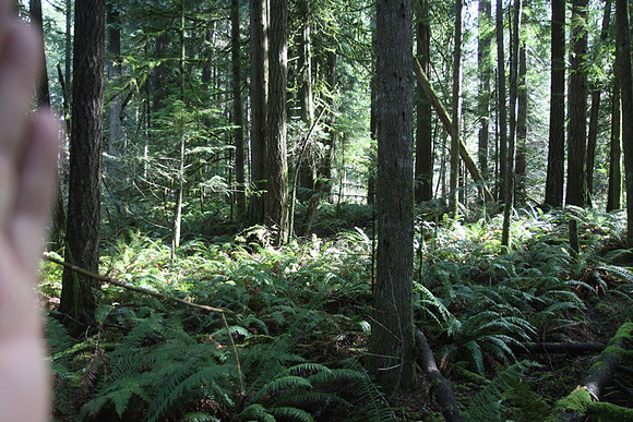 McIver Park Horse Trail 2-5246