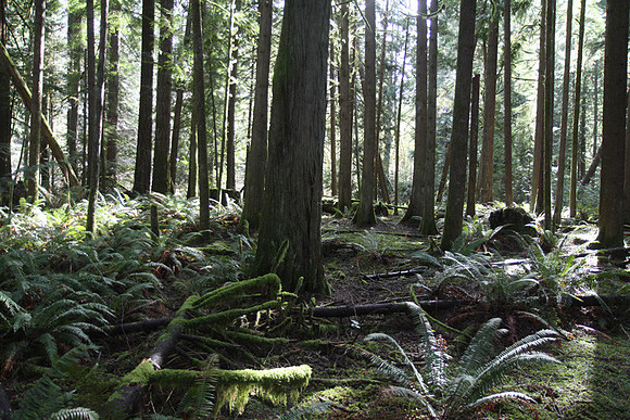 McIver Park Horse Trail 2-5247