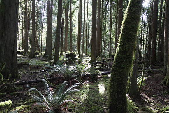 McIver Park Horse Trail 2-5248