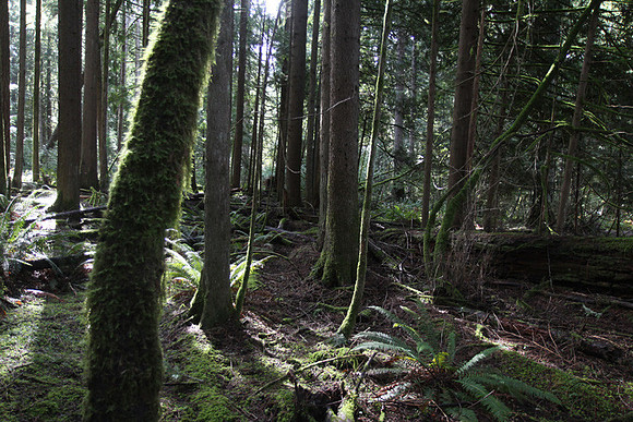 McIver Park Horse Trail 2-5249