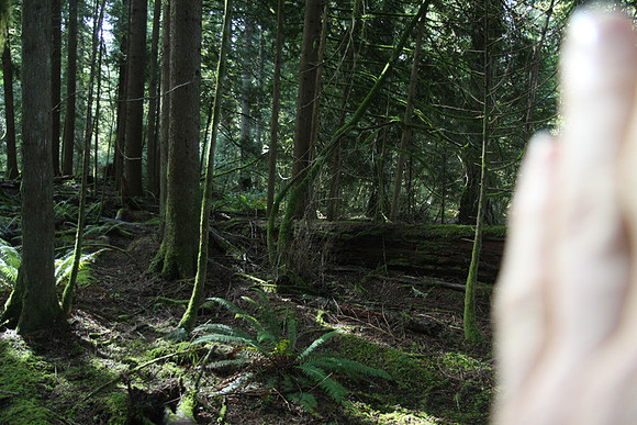 McIver Park Horse Trail 2-5250
