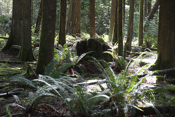 McIver Park Horse Trail 2-5251