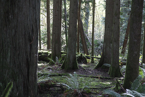McIver Park Horse Trail 2-5252