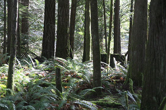 McIver Park Horse Trail 2-5253