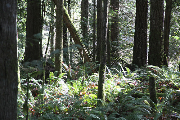 McIver Park Horse Trail 2-5254