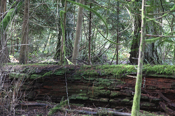 McIver Park Horse Trail 2-5255