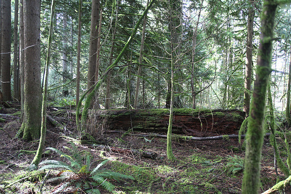 McIver Park Horse Trail 2-5256