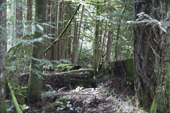 McIver Park Horse Trail 2-5257