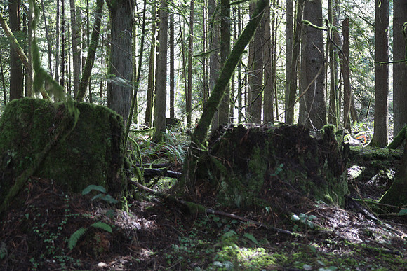 McIver Park Horse Trail 2-5258