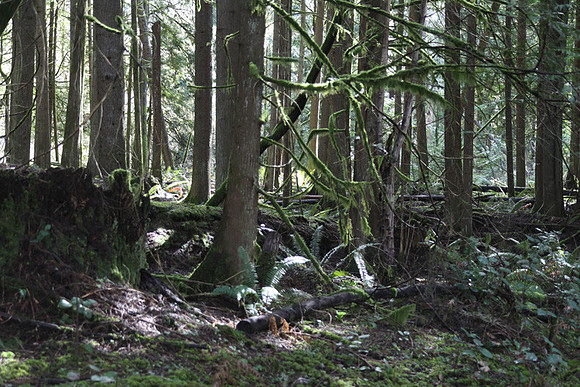 McIver Park Horse Trail 2-5259