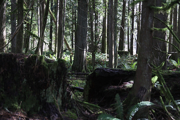 McIver Park Horse Trail 2-5260