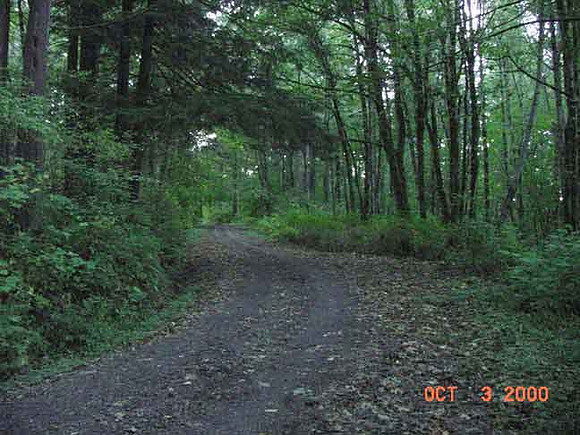 Forest Park