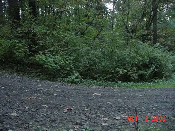 Forest Park