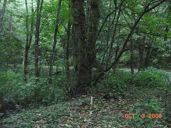 Forest Park