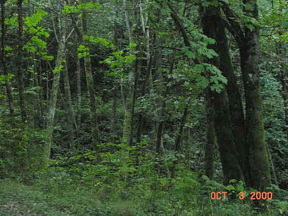 Forest Park