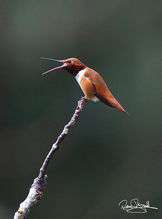 Rufous Hummingbird