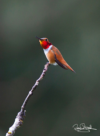 Rufous Hummingbird