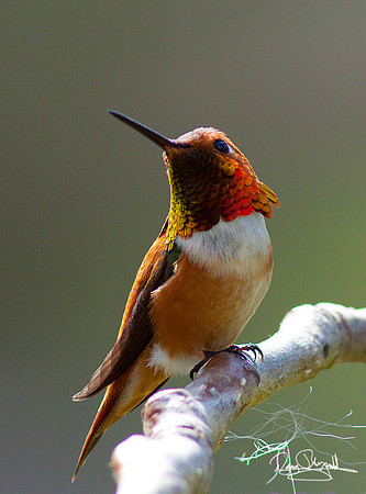 Rufous Hummingbird