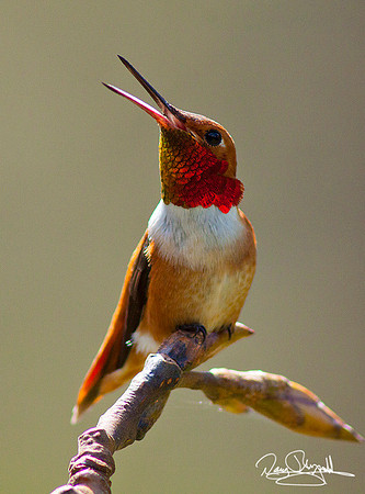 Rufus Hummingbird