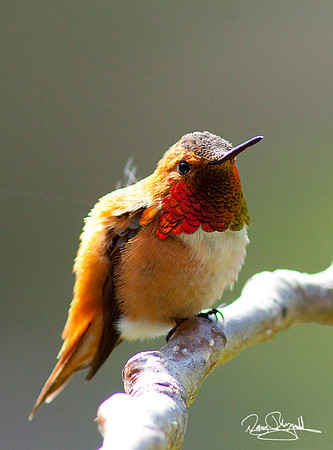 Rufous Hummingbird