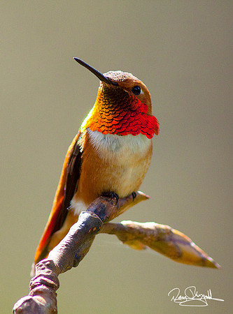 Rufous Hummingbird