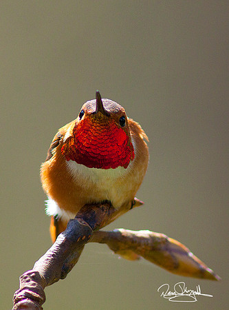Rufous Hummingbird