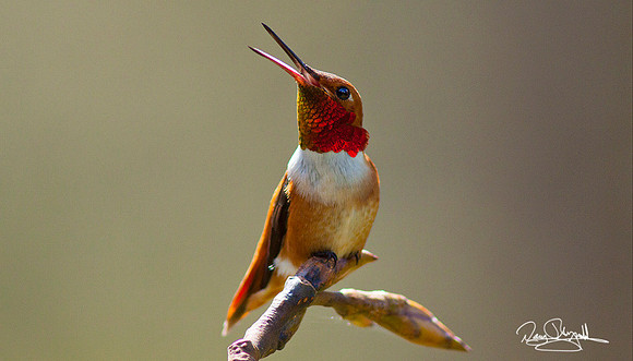 Male Rufus Hummingbird
