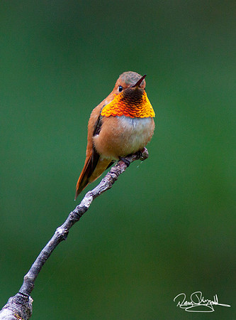 Rufous Hummingbird