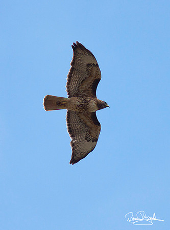 Hawk Flying