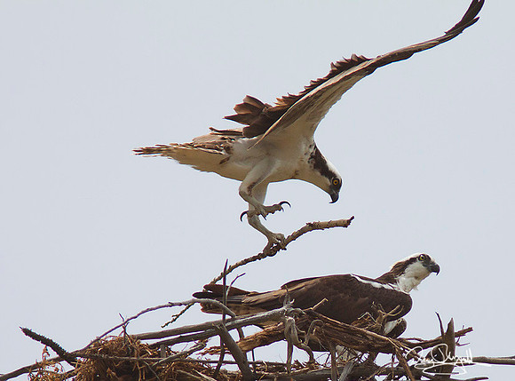 Osprey on Nest