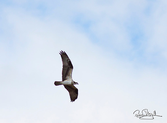 Osprey  Flying
