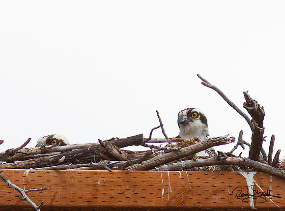 Osprey on Nest