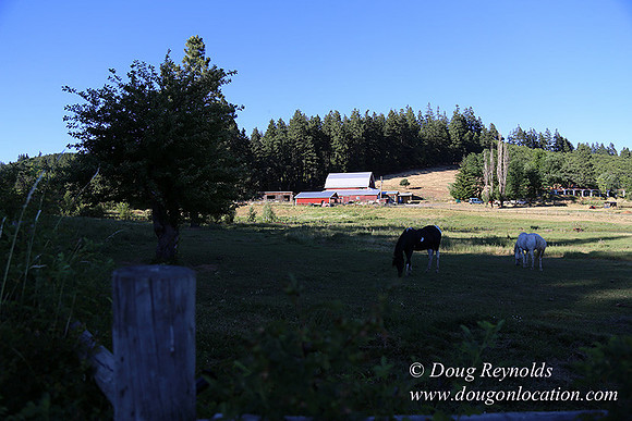 Neil Creek Horses-8543