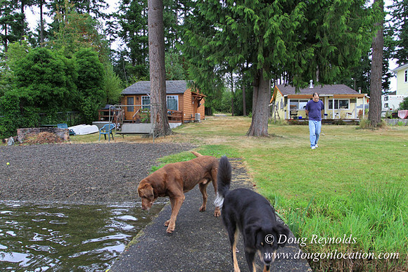 Cabin, Curtis, Dock, Green, Home, Lake, Small, WA, Washington, Yard, Yard, deck