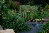 Mt Tabor Park community garden
