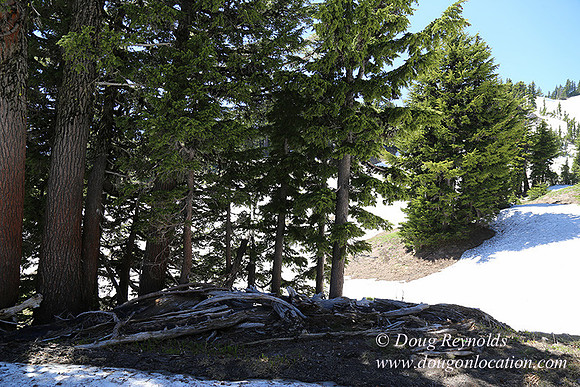 Medow's Snow-5664