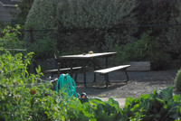Kennedy community gardens