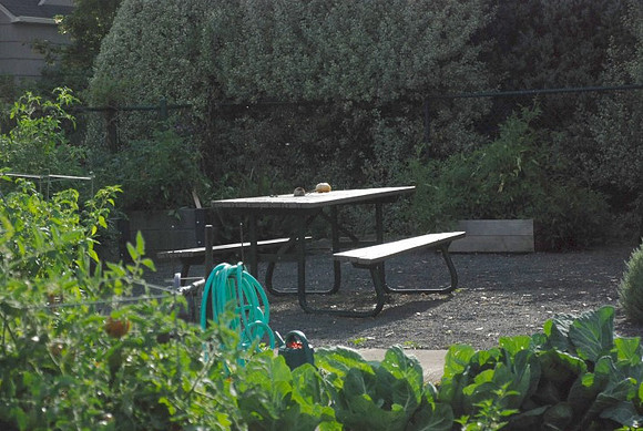 Kennedy community gardens