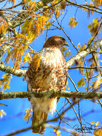 Hawk in Tree