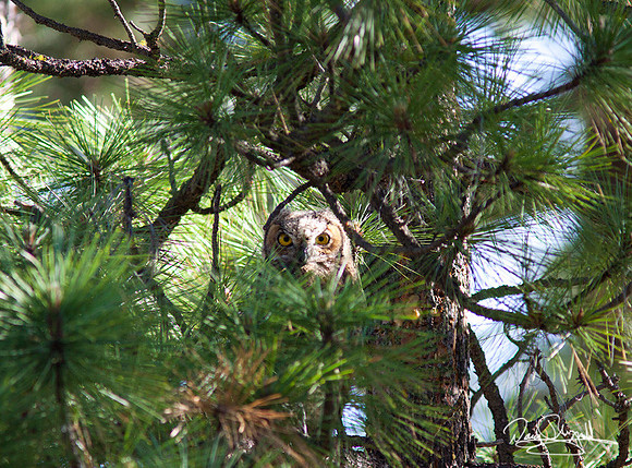 Young Great Horned Owl