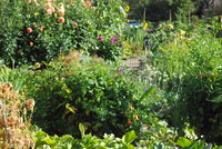 Kennedy community gardens