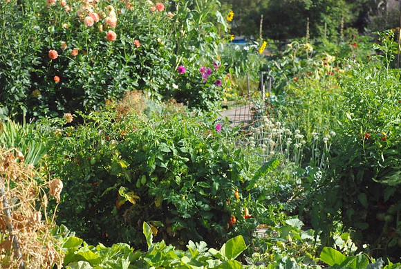 Kennedy community gardens