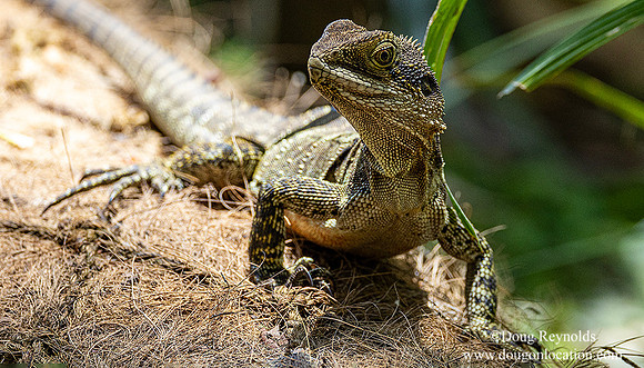 Australian Water Dragon