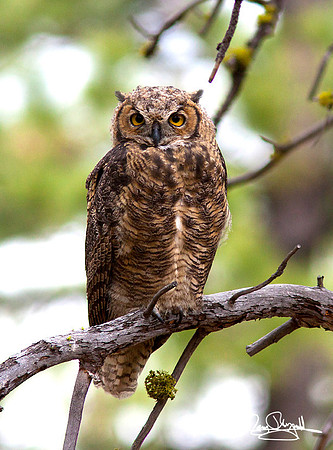 Great Horned Owl