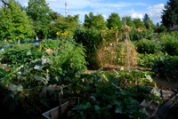 Kennedy community gardens