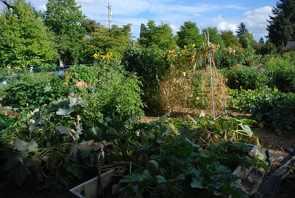 Kennedy community gardens
