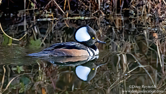 Hooded Merganser